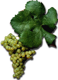 20061231214811-foto-racimouvas.jpg