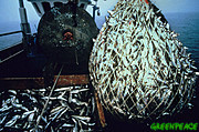 20070623213206-foto-repesca.jpg